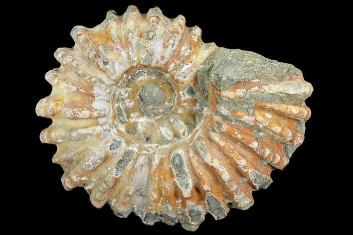 Bumpy Ammonite (Douvilleiceras) Fossil - Madagascar #103058